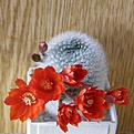 Нажмите на изображение для увеличения.

Название:	Aylosteraalbipilosa1512x512.jpg
Просмотров:	165
Размер:	209.4 Кб
ID:	320428