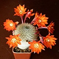 Нажмите на изображение для увеличения.

Название:	Aylosteraalbipilosa2512x512.jpg
Просмотров:	184
Размер:	158.7 Кб
ID:	320429