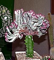 Нажмите на изображение для увеличения.

Название:	Euphorbia cristata_9.11.JPG
Просмотров:	221
Размер:	144.6 Кб
ID:	320486