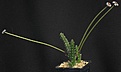 Нажмите на изображение для увеличения.

Название:	Stapelia_erectiflora_EA865_IMG_8085.jpg
Просмотров:	222
Размер:	49.9 Кб
ID:	320491