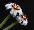 Нажмите на изображение для увеличения.

Название:	Stapelia_erectiflora_EA865_IMG_8079.jpg
Просмотров:	224
Размер:	102.1 Кб
ID:	320492