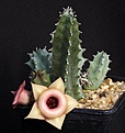 Нажмите на изображение для увеличения.

Название:	Huernia_insigniflora_IMG_8093.jpg
Просмотров:	279
Размер:	87.0 Кб
ID:	320493