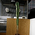 Нажмите на изображение для увеличения.

Название:	Cereus_peruvianus512x512.jpg
Просмотров:	187
Размер:	192.5 Кб
ID:	320498