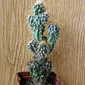 Нажмите на изображение для увеличения.

Название:	Cereus_peruvianus_monstruosus512x512.jpg
Просмотров:	189
Размер:	213.4 Кб
ID:	320499