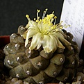 Нажмите на изображение для увеличения.

Название:	Copiapoa_barquitensis512x512.jpg
Просмотров:	167
Размер:	190.9 Кб
ID:	320563