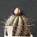 Нажмите на изображение для увеличения.

Название:	Copiapoa_calderanaAW101512x512.jpg
Просмотров:	192
Размер:	214.3 Кб
ID:	320564