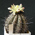 Нажмите на изображение для увеличения.

Название:	CopiapoacalderanaAW1011512x512.jpg
Просмотров:	187
Размер:	200.2 Кб
ID:	320565