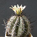 Нажмите на изображение для увеличения.

Название:	CopiapoacalderanaAW1012512x512.jpg
Просмотров:	186
Размер:	213.8 Кб
ID:	320566