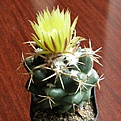 Нажмите на изображение для увеличения.

Название:	Coryphantha_bumamma_512x512.jpg
Просмотров:	180
Размер:	218.1 Кб
ID:	320591
