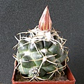 Нажмите на изображение для увеличения.

Название:	Coryphantha_elephantidens_512x512.jpg
Просмотров:	180
Размер:	223.4 Кб
ID:	320592
