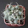 Нажмите на изображение для увеличения.

Название:	Coryphantha_maiz-tablasensis_512x512.jpg
Просмотров:	166
Размер:	212.8 Кб
ID:	320595