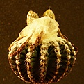 Нажмите на изображение для увеличения.

Название:	Discocactus_horstii_24512x511.jpg
Просмотров:	163
Размер:	224.4 Кб
ID:	320596