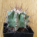 Нажмите на изображение для увеличения.

Название:	Echinocactus_platyacanthus_512x512.jpg
Просмотров:	162
Размер:	196.6 Кб
ID:	320646