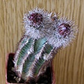 Нажмите на изображение для увеличения.

Название:	Echinocereus_reichenbachi_iperbellus_MAO019_1512x512.jpg
Просмотров:	161
Размер:	213.0 Кб
ID:	320647