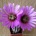 Нажмите на изображение для увеличения.

Название:	Echinocereus_reichenbachii_perbellus_MAO0195512x512.jpg
Просмотров:	160
Размер:	194.6 Кб
ID:	320648