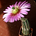 Нажмите на изображение для увеличения.

Название:	EchinocereusreichenbachiiperbellusMAO0192512x512.jpg
Просмотров:	158
Размер:	146.4 Кб
ID:	320649
