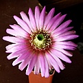 Нажмите на изображение для увеличения.

Название:	EchinocereusreichenbachiiperbellusMAO019512x512.jpg
Просмотров:	159
Размер:	156.8 Кб
ID:	320650