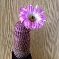 Нажмите на изображение для увеличения.

Название:	Echinocereusrigidissimusrubispinus1512x512.jpg
Просмотров:	155
Размер:	203.5 Кб
ID:	320652