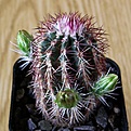 Нажмите на изображение для увеличения.

Название:	Echinocereus_viridiflorus_1512x512.jpg
Просмотров:	162
Размер:	248.0 Кб
ID:	320666