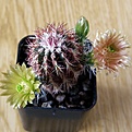 Нажмите на изображение для увеличения.

Название:	Echinocereusviridiflorus3512x512.jpg
Просмотров:	192
Размер:	195.8 Кб
ID:	320667