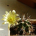 Нажмите на изображение для увеличения.

Название:	Echinocereus_viridiflorus_davisii_2.JPG
Просмотров:	186
Размер:	78.4 Кб
ID:	320668