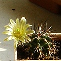 Нажмите на изображение для увеличения.

Название:	Echinocereus_viridiflorus_davisii_2.JPG
Просмотров:	170
Размер:	78.4 Кб
ID:	320668