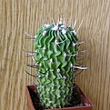 Нажмите на изображение для увеличения.

Название:	Echinofossulocactus_crispatus_512x512.jpg
Просмотров:	196
Размер:	206.0 Кб
ID:	320669