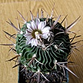 Нажмите на изображение для увеличения.

Название:	Echinofossulocactus_grandicornis_3512x512.jpg
Просмотров:	192
Размер:	206.6 Кб
ID:	320670