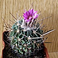 Нажмите на изображение для увеличения.

Название:	Echinofossulocactus_kellerianus_3512x512.jpg
Просмотров:	183
Размер:	222.7 Кб
ID:	320672