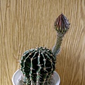Нажмите на изображение для увеличения.

Название:	Echinopsis_hybr._512x512.jpg
Просмотров:	167
Размер:	165.3 Кб
ID:	320705