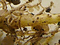 Нажмите на изображение для увеличения.

Название:	NEMATODA.JPG
Просмотров:	381
Размер:	59.6 Кб
ID:	320714