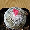 Нажмите на изображение для увеличения.

Название:	Epithelantha_micromeris_2512x511.jpg
Просмотров:	166
Размер:	243.9 Кб
ID:	320726