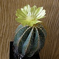 Нажмите на изображение для увеличения.

Название:	Eriocactus_magnificus_2512x512.jpg
Просмотров:	165
Размер:	198.9 Кб
ID:	320733