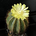 Нажмите на изображение для увеличения.

Название:	Eriocactusmagnificus1512x512.jpg
Просмотров:	171
Размер:	153.2 Кб
ID:	320734