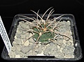 Нажмите на изображение для увеличения.

Название:	2009-12-22_Gymnocalycium_guanchinense_P2261.jpg
Просмотров:	188
Размер:	113.4 Кб
ID:	320743