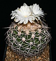 Нажмите на изображение для увеличения.

Название:	Discocactus_zehntneri_ssp_albispinus_IMG_3729.jpg
Просмотров:	429
Размер:	131.0 Кб
ID:	320768