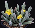 Нажмите на изображение для увеличения.

Название:	Schwantesia_pillansii_IMG_8334.jpg
Просмотров:	133
Размер:	102.0 Кб
ID:	320887