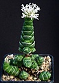 Нажмите на изображение для увеличения.

Название:	Crassula_columella_IMG_8493.jpg
Просмотров:	348
Размер:	77.9 Кб
ID:	320889