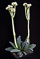 Нажмите на изображение для увеличения.

Название:	Crassula_tecta_IMG_8244.jpg
Просмотров:	323
Размер:	79.5 Кб
ID:	320890
