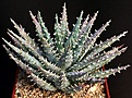 Нажмите на изображение для увеличения.

Название:	Aloe_longistyla_IMG_8503.jpg
Просмотров:	211
Размер:	145.7 Кб
ID:	320911