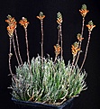 Нажмите на изображение для увеличения.

Название:	Aloe_haworthioides_IMG_8265.jpg
Просмотров:	214
Размер:	164.7 Кб
ID:	320917