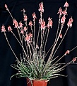 Нажмите на изображение для увеличения.

Название:	Aloe_bellatula_IMG_8274.jpg
Просмотров:	214
Размер:	149.1 Кб
ID:	320919