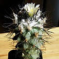 Нажмите на изображение для увеличения.

Название:	Gymnocactus_gielsdorfianus_512x512.jpg
Просмотров:	145
Размер:	202.5 Кб
ID:	320981