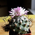 Нажмите на изображение для увеличения.

Название:	Gymnocactus_roseiflorus_1512x512.jpg
Просмотров:	142
Размер:	161.3 Кб
ID:	320982