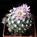 Нажмите на изображение для увеличения.

Название:	Gymnocactusroseiflorus2512x511.jpg
Просмотров:	149
Размер:	167.3 Кб
ID:	320983