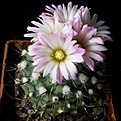 Нажмите на изображение для увеличения.

Название:	Gymnocactusroseiflorus3512x511.jpg
Просмотров:	146
Размер:	154.6 Кб
ID:	320984