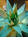 Нажмите на изображение для увеличения.

Название:	A.polyphylla2.JPG
Просмотров:	174
Размер:	86.2 Кб
ID:	321047