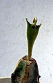 Нажмите на изображение для увеличения.

Название:	Edithcolea grandis_grafted_9.11.JPG
Просмотров:	183
Размер:	78.2 Кб
ID:	321056