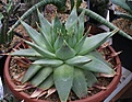 Нажмите на изображение для увеличения.

Название:	Aloe_polyphylla_IMG_8665.jpg
Просмотров:	188
Размер:	100.3 Кб
ID:	321059