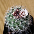 Нажмите на изображение для увеличения.

Название:	Gymnocactus_saueri_nelissae_512x512.jpg
Просмотров:	155
Размер:	171.5 Кб
ID:	321066